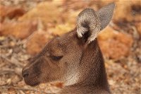 Australian animals Seascape and Sunset Photography Tour - Accommodation Noosa