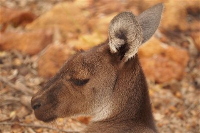 Australian animals Seascape and Sunset Photography Tour