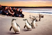 Private Tour Penguin Parade Phillip Island Tour. - Accommodation Broken Hill