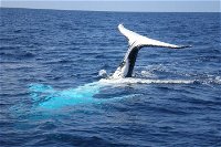 Whale Watching Jervis Bay - Accommodation NSW