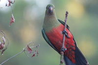 Inside the Greater Blue Mountains World Heritage - A Wildlife Safari Overnight - Restaurant Gold Coast