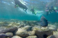 Manly and Shelly Beach Snorkeling Tour - Tweed Heads Accommodation