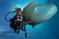 Great Barrier Reef Snorkeling and Diving Cruise from Cairns - Broome Tourism