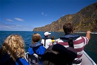 Seal Island Boat Tour from Victor Harbor - Accommodation Mount Tamborine