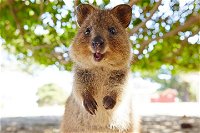 Discover Rottnest with Ferry  Bus Tour from Perth or Fremantle - Accommodation Noosa