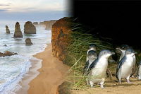 Melbourne Super Saver Great Ocean Road  Phillip Island  Attraction Pass - St Kilda Accommodation