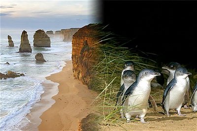 Melbourne Super Saver Great Ocean Road  Phillip Island  Attraction Pass
