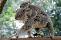 Lone Pine Koala Sanctuary Admission with Brisbane River Cruise - Accommodation Sunshine Coast