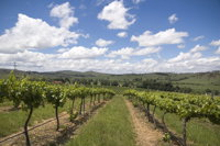 Hunter Valley Wine Tour from Sydney incl Lunch Cheese Chocolate and Distillery - Accommodation Noosa