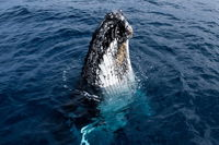 Phillip Island Whale Watching Tour - St Kilda Accommodation