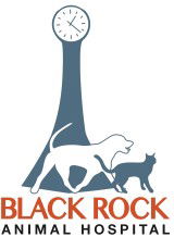 Black Rock Veterinary Clinic - Gold Coast Vets