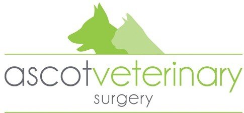 Ascot Veterinary Surgery - Vet Australia