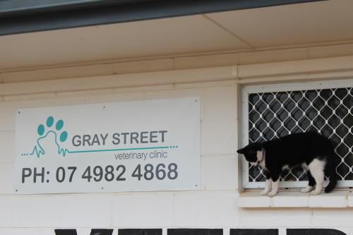 Gray Street Veterinary Clinic - thumb 3