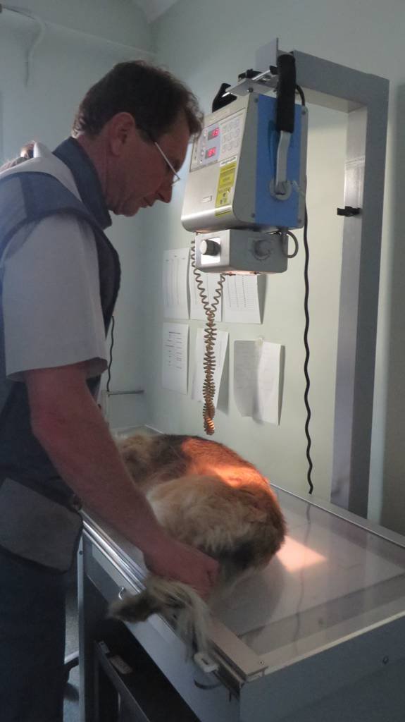 Grafton Veterinary Clinic - Vet Australia 3