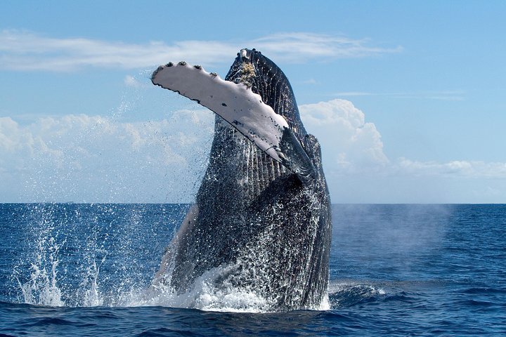 Maui Whale Watching and Snorkeling Tour from Ma'alaea Harbor - Accommodation Florida