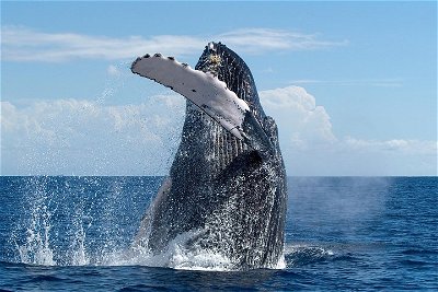 Maui Whale Watching and Snorkeling Tour from Ma'alaea Harbor