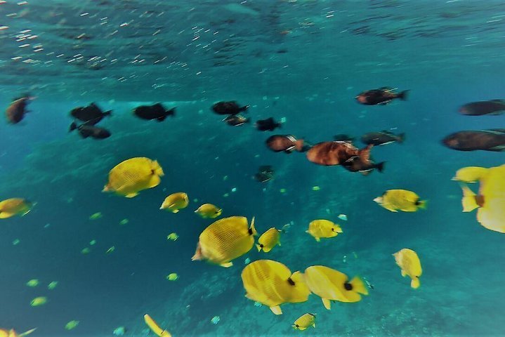 Molokini Crater Zodiak Adventure Snorkel and Turtle Cove Swim - Accommodation Florida
