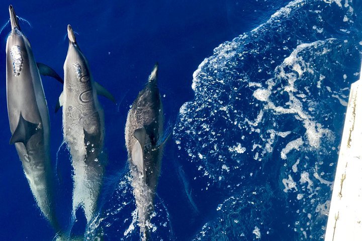 Lanai Snorkeling  Dolphin Encounter Aboard Quicksilver MAUI / Lahaina Harbor - Accommodation Texas
