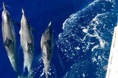 Lanai Snorkeling & Dolphin Encounter Aboard Quicksilver (MAUI / Lahaina Harbor)