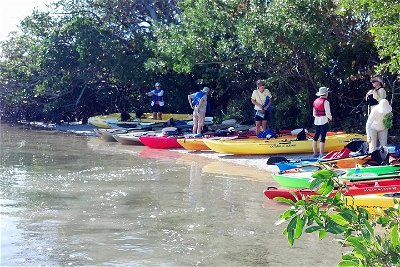 Guided Mangrove Tunnel Kayak Tour