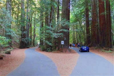 Private Russian River Day Trip from San Francisco: Redwoods and Wine Country