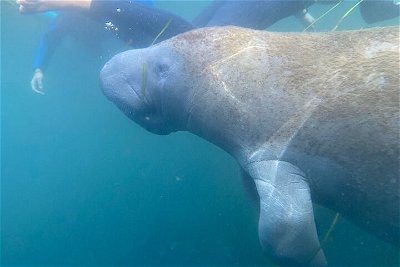 Manatee Snorkel Tour from American Pro Diving Center