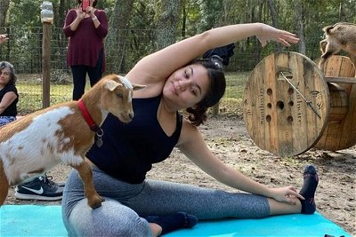 Goat Yoga Experience at S-Farms in Dade City