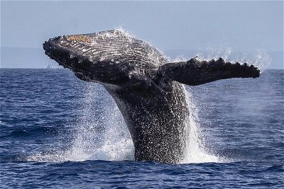 Whale Watching Cruise with Open Bar from Ka'anapali Beach
