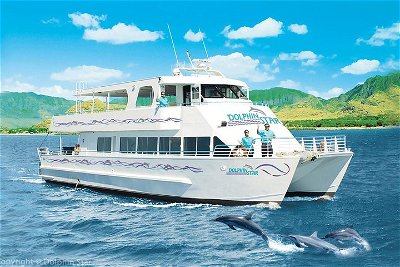 Wild Dolphin Watch Cruise With BBQ Lunch & Optional Snorkel
