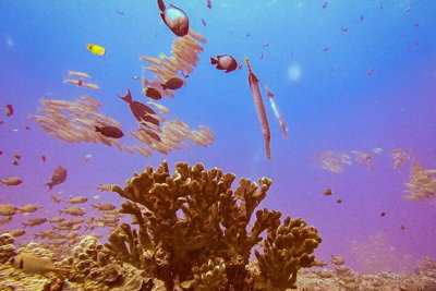 South Maui Discover Scuba Dive
