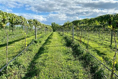 Full-Day Walkway Over the Hudson and Winery Tour in the Hudson Valley, New York