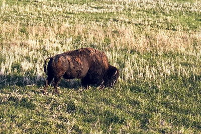 Private Tour - Badlands, Delta 9 Missile Museum, & Wall Drug