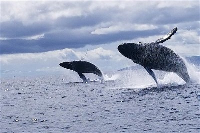 Ultimate 2-Hour Small Group Whale Watch Tour from Lahaina Harbor