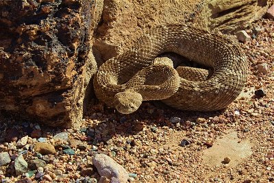 Half-Day Private Reptile Hunting in The Sonoran Desert