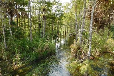 4-Hour Swamp Buggy Adventure Tour in Florida