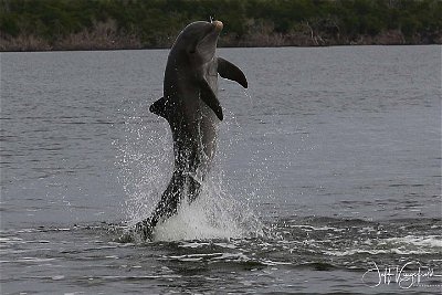 Everglades National Park Dolphin, Birding and Wildlife Boat Tour (2 hours)