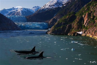 9 Day Alaska Wildlife Tour w. Bear+Whale Viewing, 2 Nat'l Parks, Boutique Hotels