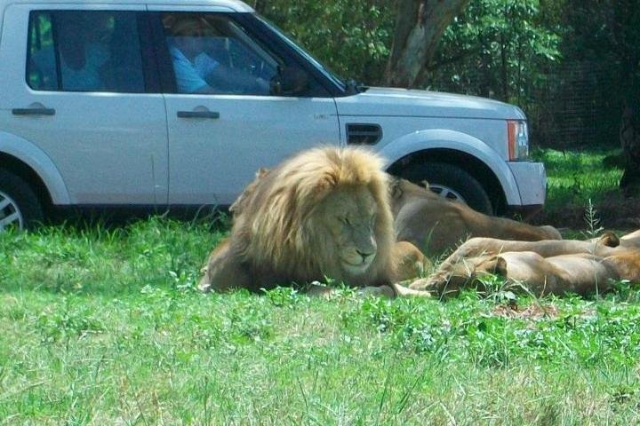 Rhino And Lion Safaris - thumb 0