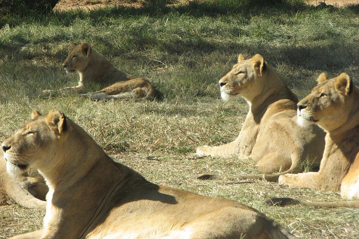 Rhino And Lion Safaris - thumb 1