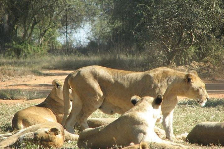 Rhino And Lion Safaris - thumb 2