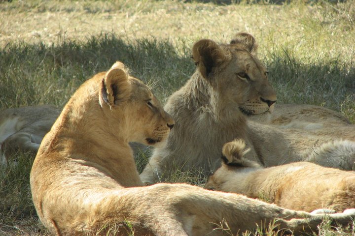 Rhino And Lion Safaris - thumb 4