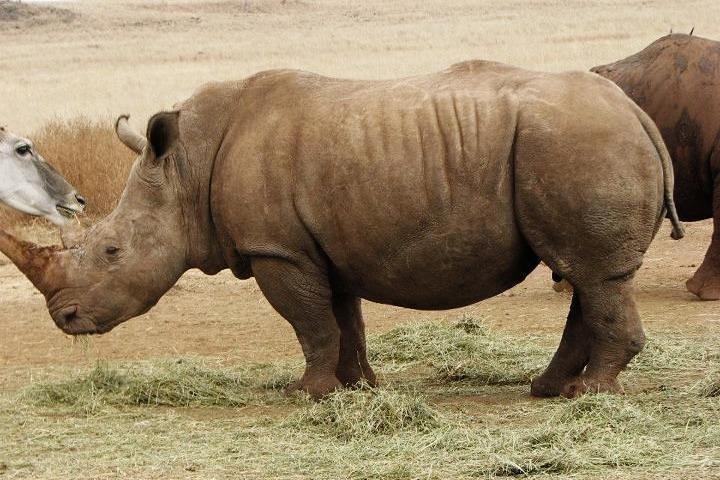 Rhino And Lion Safaris - thumb 5