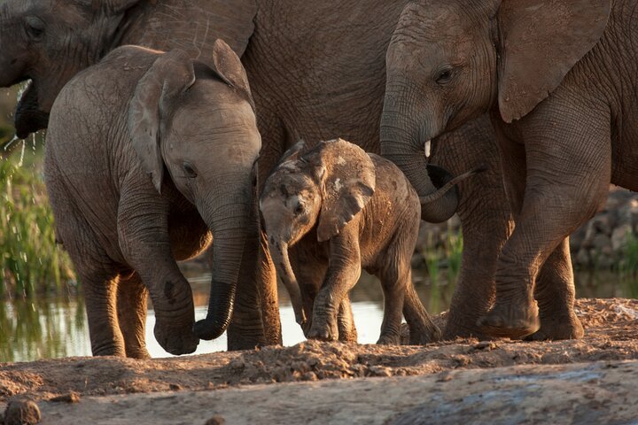 Addo Elephant 5 Hour Morning Safari. - thumb 4