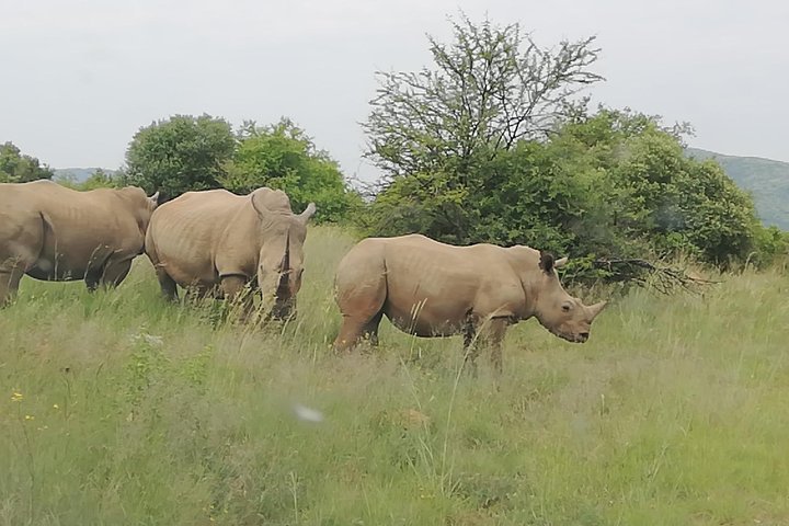 Kruger National Park 3 Days 2 Nights Classic Safari From Johannesburg Private - thumb 2