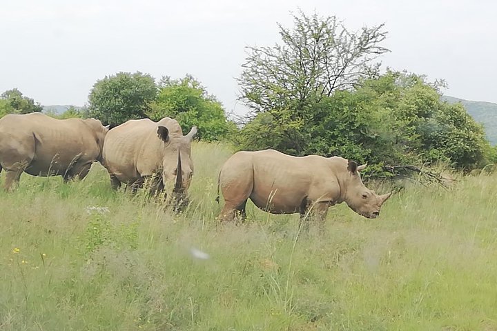 Tented Kruger Park Safari 3-day From Johannesburg Or Pretoria R9450 - thumb 3
