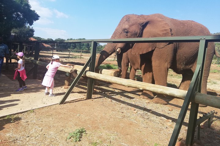 Elephant Walk Guided Tour From Johannesburg R2150 Private - thumb 0