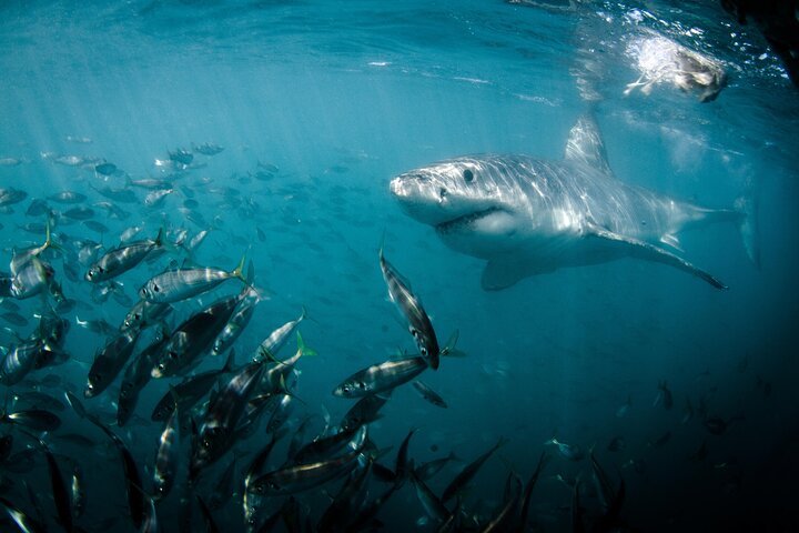Cape Town Shark Cage Diving  Penguins Tour to Gansbaai with private transfers - Tourism Africa