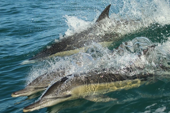 Hermanus Whale Watching Shared Boat Trip and Private Wine Tour from Cape Town - Tourism Africa