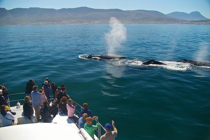 Hermanus Whale Watching Shared Boat Trip And Private Wine Tour From Cape Town - thumb 2