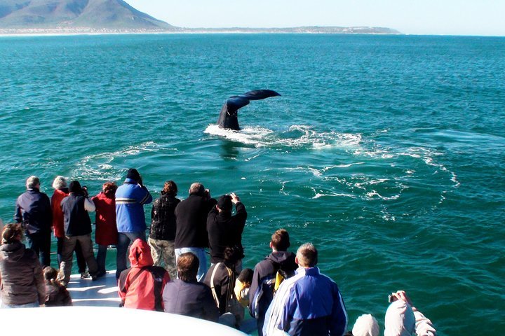 Hermanus Whale Watching Shared Boat Trip And Private Wine Tour From Cape Town - thumb 5